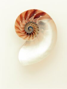 orange and white seashell on white surface